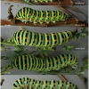 pap mach larva5 volg1